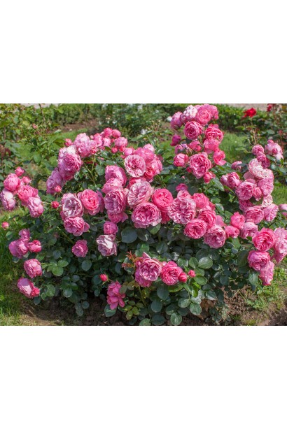 Троянда флорібунда Леонардо да Вінчі фото